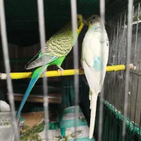 مرغ عشق به قیمت