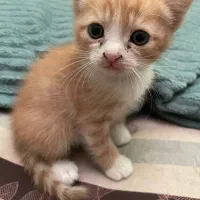 توله پرشین میکس