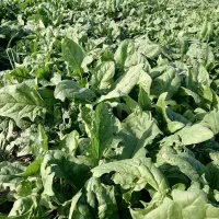 اسفناج|گل و گیاه طبیعی|مینودشت, |دیوار