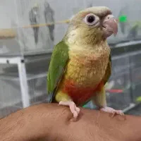 جوجه دونخور گرینچیک فنچ مرغ مینا