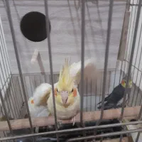 پرنده