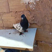 هم برای پرش خوبه همه برای جفتگاه