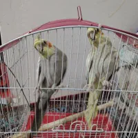 فروش دو عدد عروس هلندی با قفس