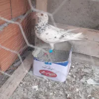 دورگ سارنر غریب گرفتم