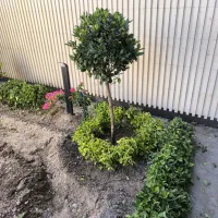 خدمات کاشت و باغبانی