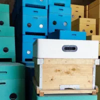 کندو  زنبور  عسل