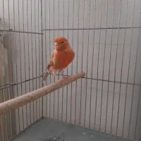 قفس پرون ، قفس جفت کنی