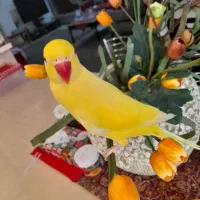 ملنگو طلایی نر فول رام سخنگو