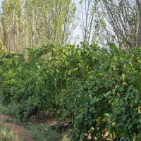 باغ با سندِ تک برگ و سهمیه ی آب به صورت قطره ای|فروش دفتر صنعتی، کشاورزی، تجاری|کرج, منطقه ویژه اقتصادی پیام|دیوار