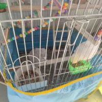 فروش یا معاوضه طوطی عروس|پرنده|محمدیه-قزوین, |دیوار