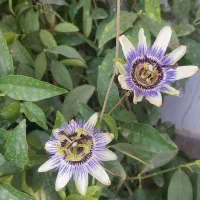 جذب نیرو رستوران سنتی رودهن