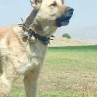 سگ سرابی|سگ|بستان آباد, |دیوار