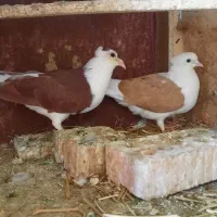 کفتر ساده سرخ کاکلی و پشت زرد ماده معاوضه با..