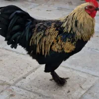 خروس پا پر|حیوانات مزرعه|مشهد, محمدآباد|دیوار