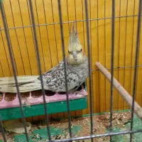 عروس هلندی خاص