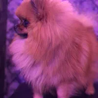 پامر خرسی نر (جهت کشش)|سگ|شاهینشهر, حافظ شمالی|دیوار