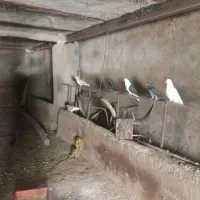 کبوتر خوش رنگ،پرشی،پرواز ساعت بالا