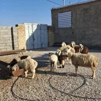 میش بره دار