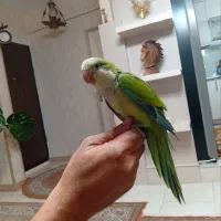 راهب اهلی سخنگو