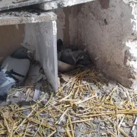 دوبرنرفراری داده م|حیوانات|اردبیل, |دیوار