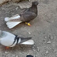 کبوتر دم سفید