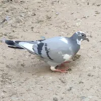 گم شده