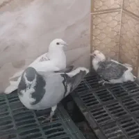 یک جفت کبوتر ساده