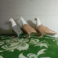 3 عدد کلاغ زرد خوشگل