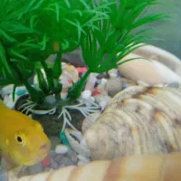 ماهی سیچلاید