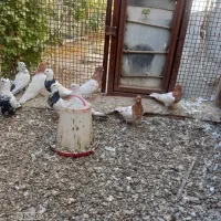 چند جفت دمی کله ای طوقی فرش|پرنده|سیلاخور, |دیوار