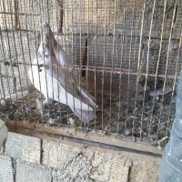 جفت کله ای|پرنده|زرندیه, |دیوار