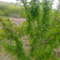 فروش-باغ