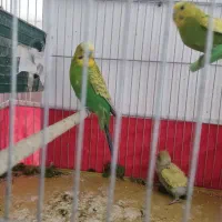 پرنده|پرنده|شیراز, کوزه گری|دیوار