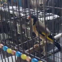 سره نر|پرنده|قزوین, |دیوار