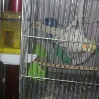 عروس لوتینو باانرژی