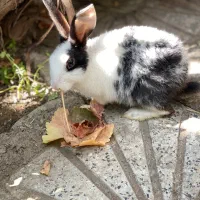 خرگوش نژاد داچ