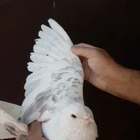 یه عدد کفتر نر پشت پیازی قواره دار مست