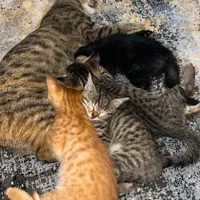 گربه مصری|گربه|کلارآباد, |دیوار