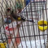 سهره بروجرد|پرنده|خوی, |دیوار