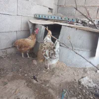مرغ|حیوانات مزرعه|لیکک, |دیوار