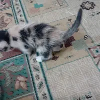 بچه گربه پرشین و برتیش