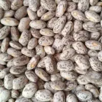 لوبیا چیتی (ارتشی)