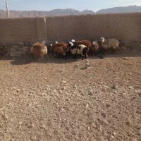 بره نر و ماده سفت چاق گوشتی