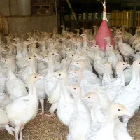 نیمچه بوقلمون بیوتی