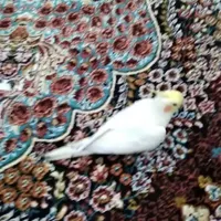 عروس هلندی گمشده مژدگانی ۵۰ میلیون|حیوانات|شهریار, |دیوار