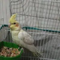 عروس هلندی