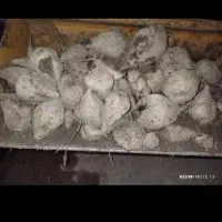 چغندر دامی  وخوراکی