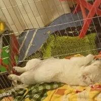 سگ بسیار باهوش و آروم بفروش میرسد فوری فوری|سگ|کرمان, |دیوار