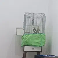 دو عدد عروس هلندی