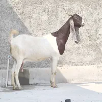 بز داشتی آبستن ۳ ماه